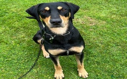 Mixed Breed dogs for adoption: Parker (Hound mix) - Image 17
