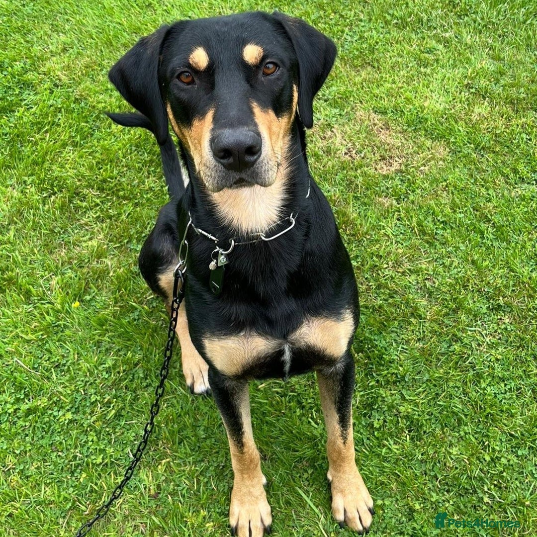 Mixed Breed dogs for adoption: Parker (Hound mix) - Image 17