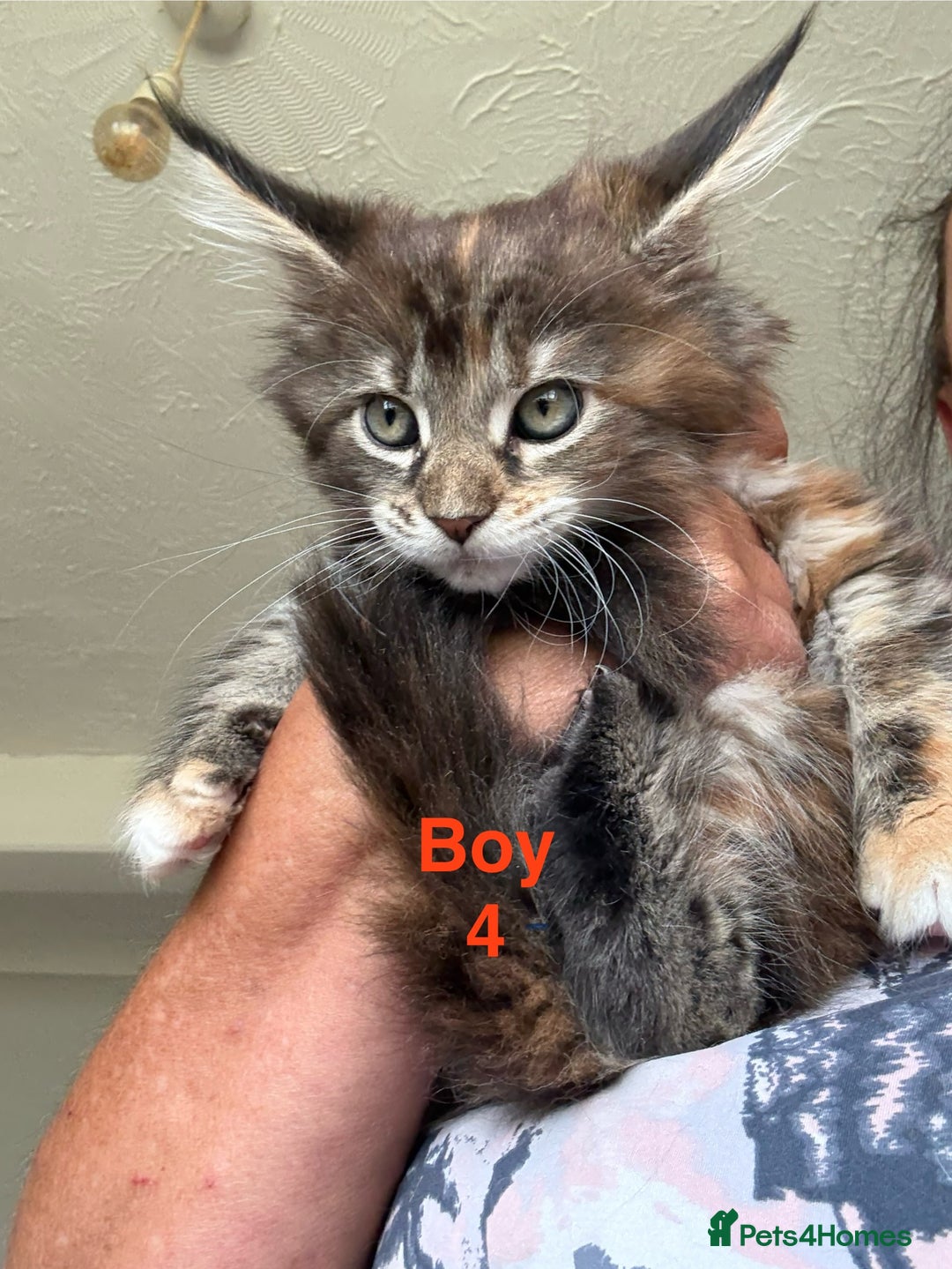Maine Coon cats for sale: Beautiful Mainecoon Kittens x5 - Image 6