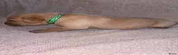 Labrador Retriever dogs for sale: KC Registered Fox Red Labrador Puppies in Aldershot - Advert 8