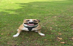 Mixed Breed dogs for sale: Bodhi - 2 Year Old AmBull X - Image 2