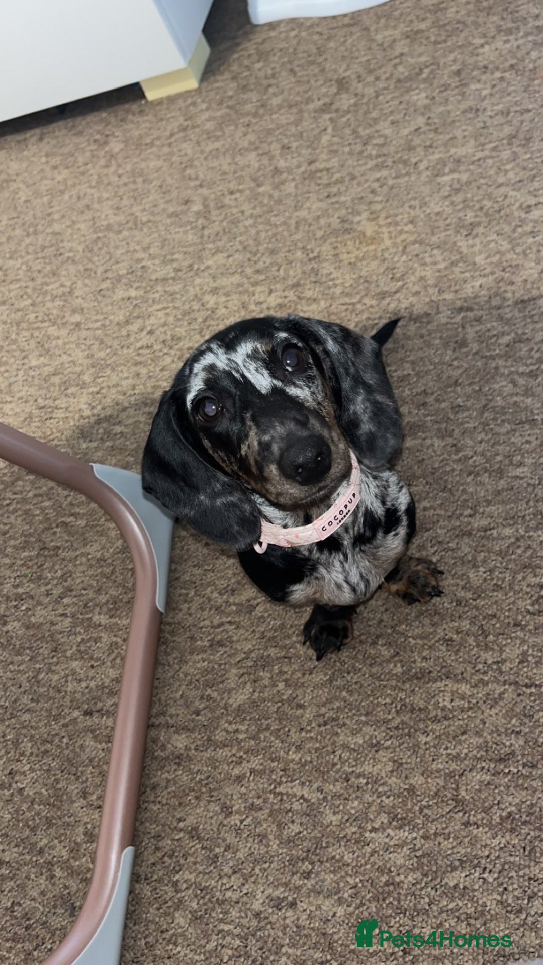 Miniature Dachshund dogs for sale: Dapple miniature dachshund  - Advert 2