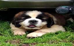 Saint Bernard dogs for sale: KC reg Saint Bernard puppies READY NOW - Image 24