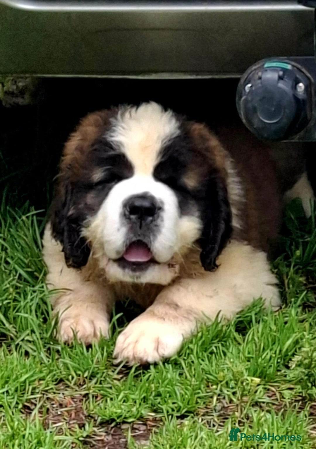 Saint Bernard dogs for sale: KC reg Saint Bernard puppies READY NOW - Image 24