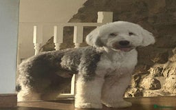 Old English Sheepdog dogs for sale: Old English Sheepdog pups due September  - Image 9