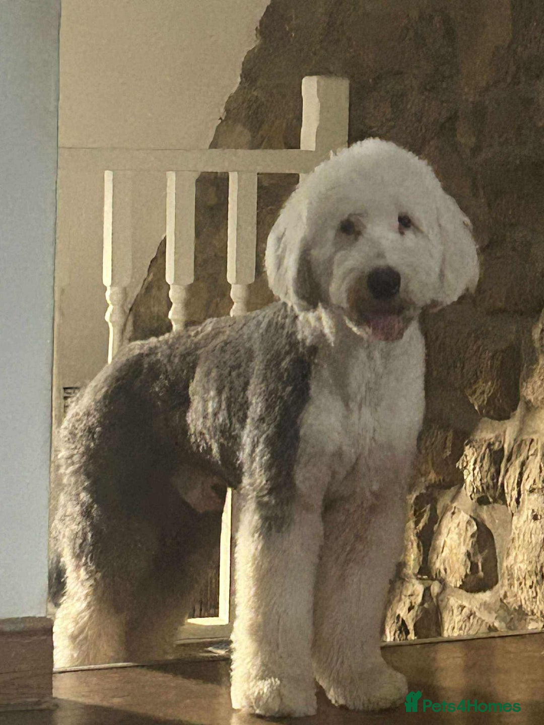 Old English Sheepdog dogs for sale: Old English Sheepdog pups due September  - Image 9