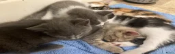 Mixed Breed cats for sale: Beautiful part British blue shorthair kittens  - Advert 4