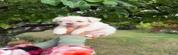 French Bulldog dogs for sale: Frenchie pups for sale in Maldon - Advert 13