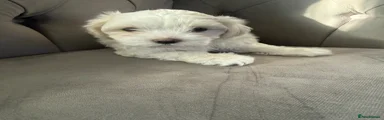 Maltese Puppy 3
