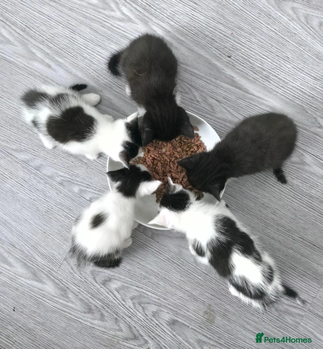Mixed Breed cats for sale: 5 kittens - Advert 2