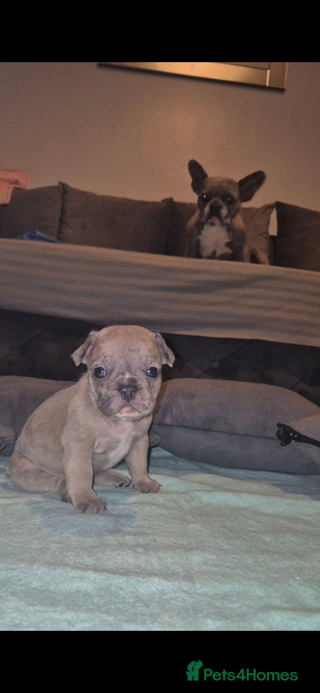 French Bulldog dogs for sale: DWKC beautiful French bulldogs prices negotiable - Advert 7