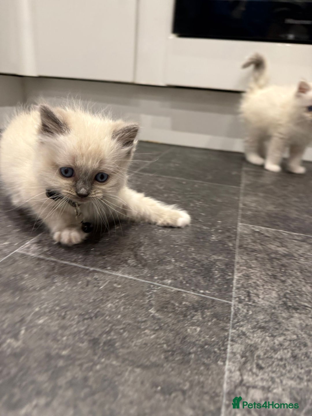 Ragdoll cats for sale: Adorable Pure Ragdoll Kittens - Advert 25