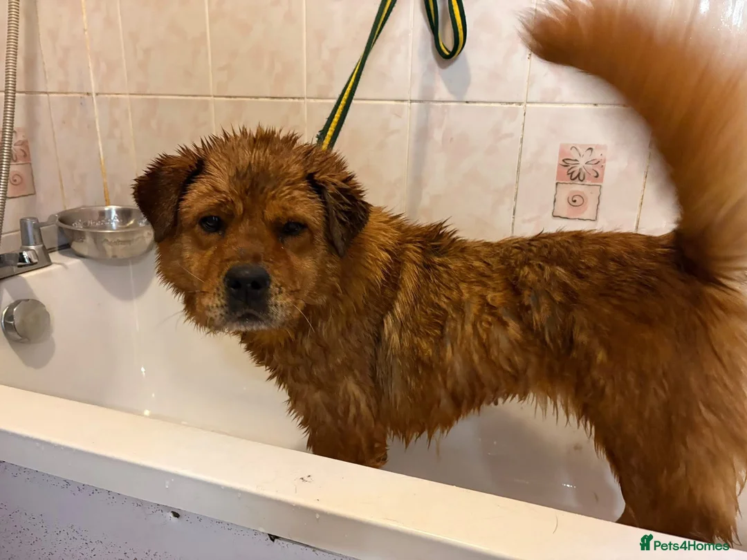 Chow Chow dogs for adoption: Princess - Norwich Norfolk  - Advert 2