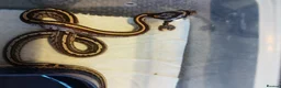 Corn Snake reptiles for sale: Cb 2025 cornsnake hatchlings  - Advert 7