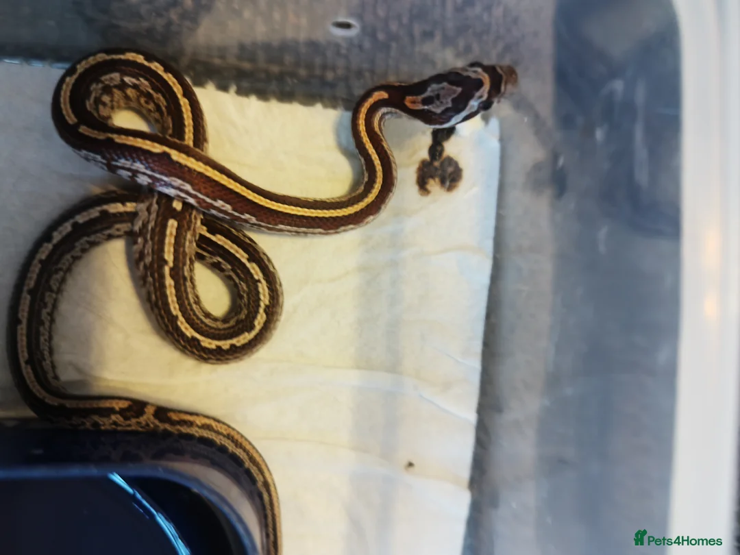 Corn Snake reptiles for sale: Cb 2025 cornsnake hatchlings  - Advert 7