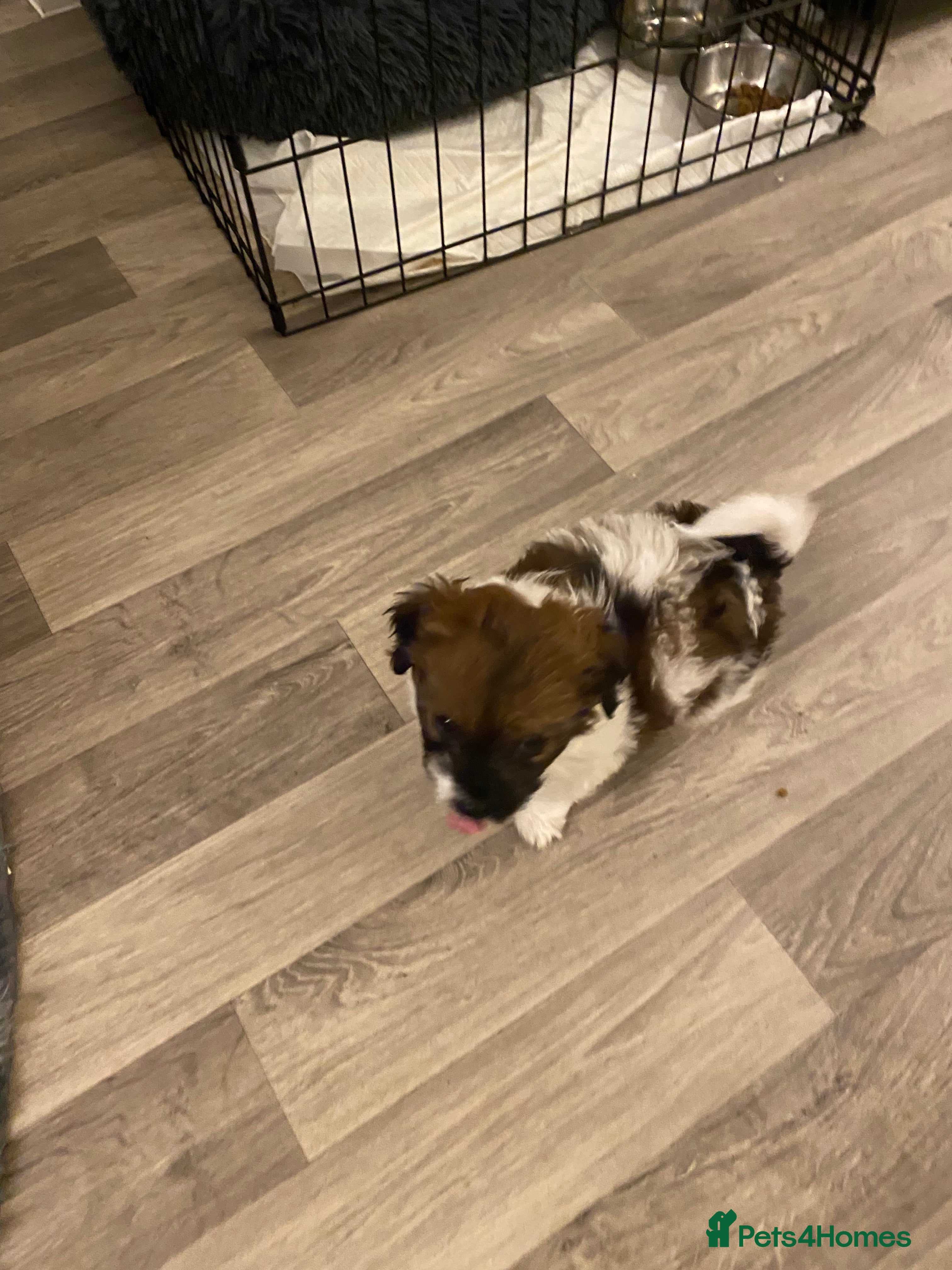 Shih Tzu dogs Beautiful tiny shihtzu  in Walsall - Advert 1