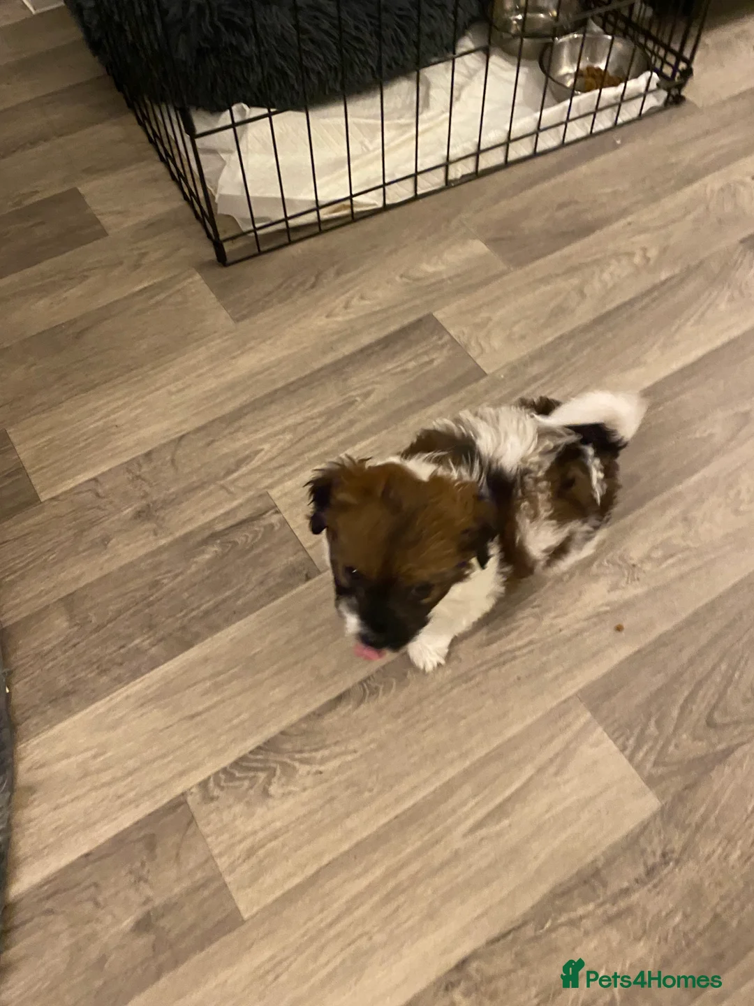 Shih Tzu dogs for sale: Beautiful tiny shihtzu  - Advert 1