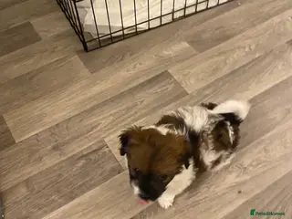 Shih Tzu dogs Beautiful tiny shihtzu in Walsall - Advert 1