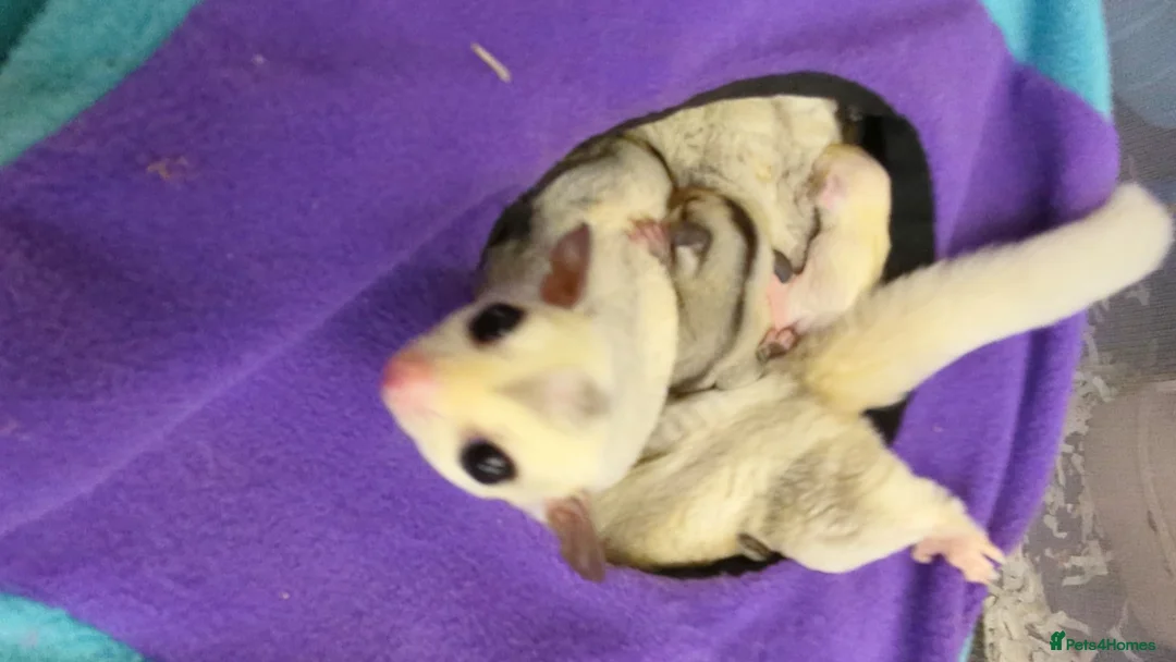 Mouse rodents for sale: Sugar Gliders. SOLD BUT MORE AVAILABLE SOON - Advert 7