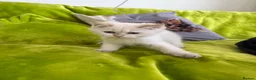 British Longhair cats for sale: Pure Bread British Longhair and Shorthair kittens - Advert 24