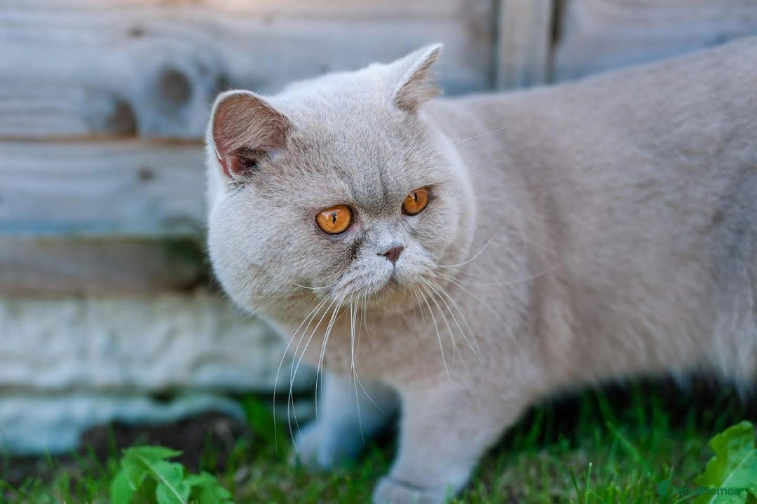 British Shorthair cats for sale: GCCF CHAMPION SIRED BRITISH SHORTHAIR KITTENS - Image 12