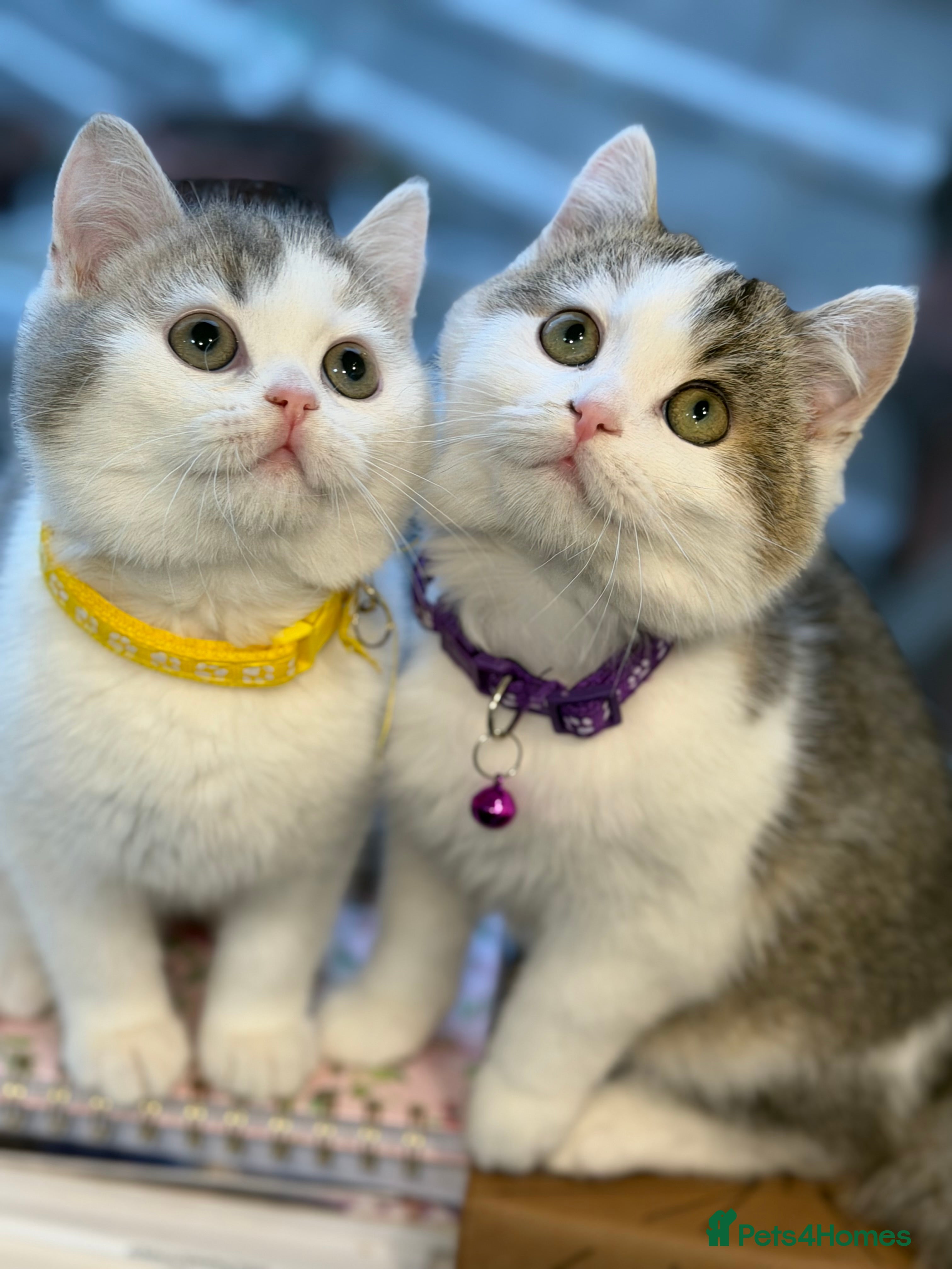 British Shorthair cats British shorthair Golden kittens TICA - Advert 15