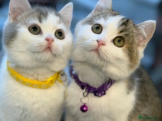 British Shorthair cats British shorthair Golden kittens TICA - Advert 2