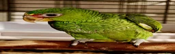 Parrots birds for sale: White Fronted Amazon H/R Silly Tame - Advert 2