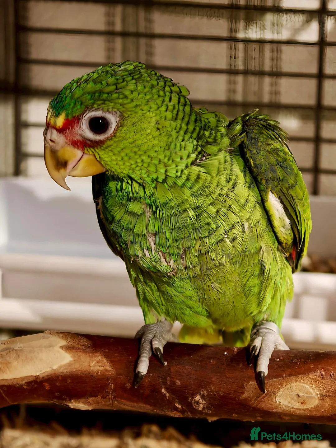Parrots birds for sale: White Fronted Amazon H/R Silly Tame - Advert 2