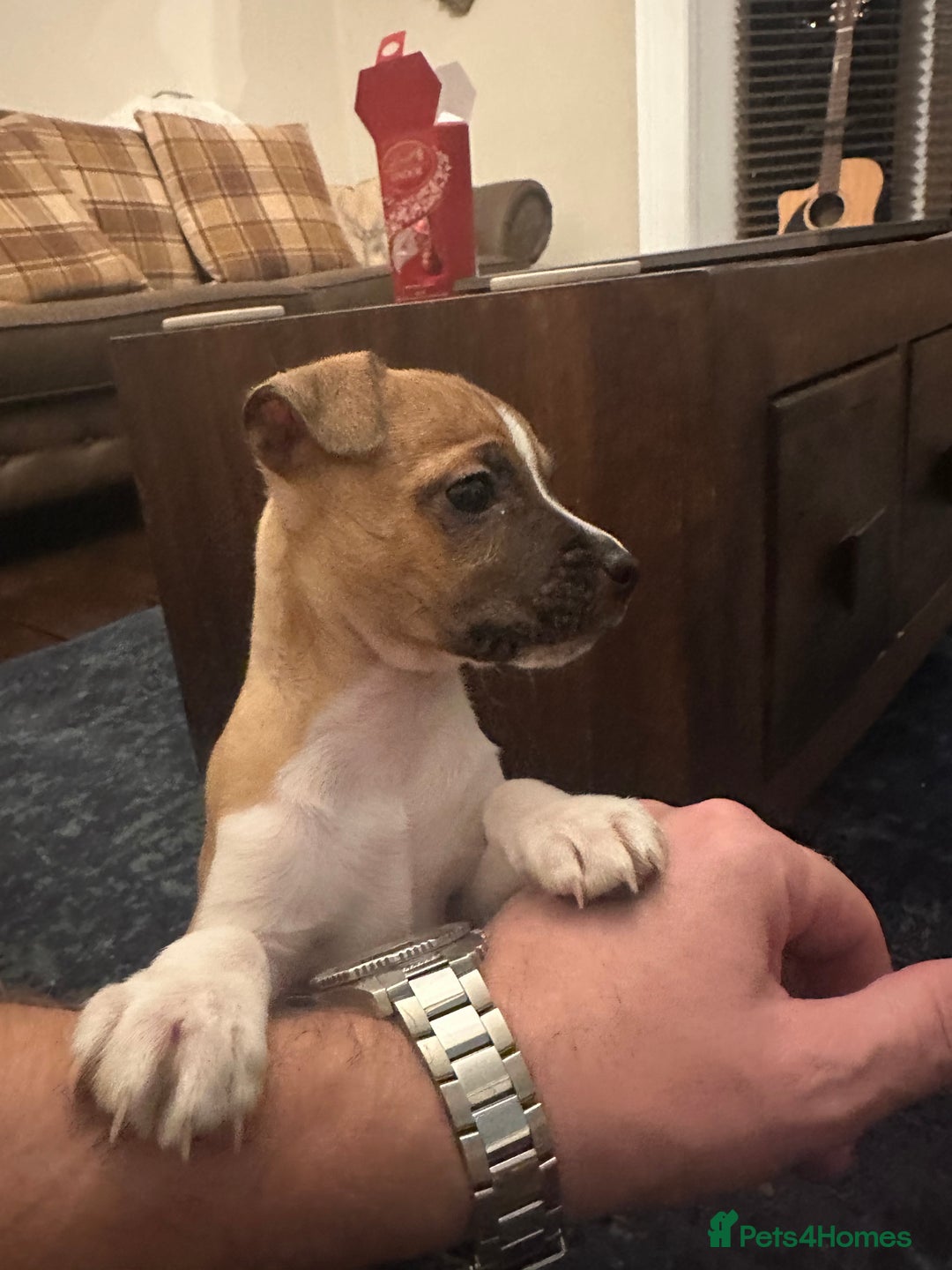 Jack Russell dogs for sale: Jack Russell puppies for sale - Advert 1