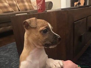 Jack Russell dogs Jack Russell puppies for sale - Advert 6