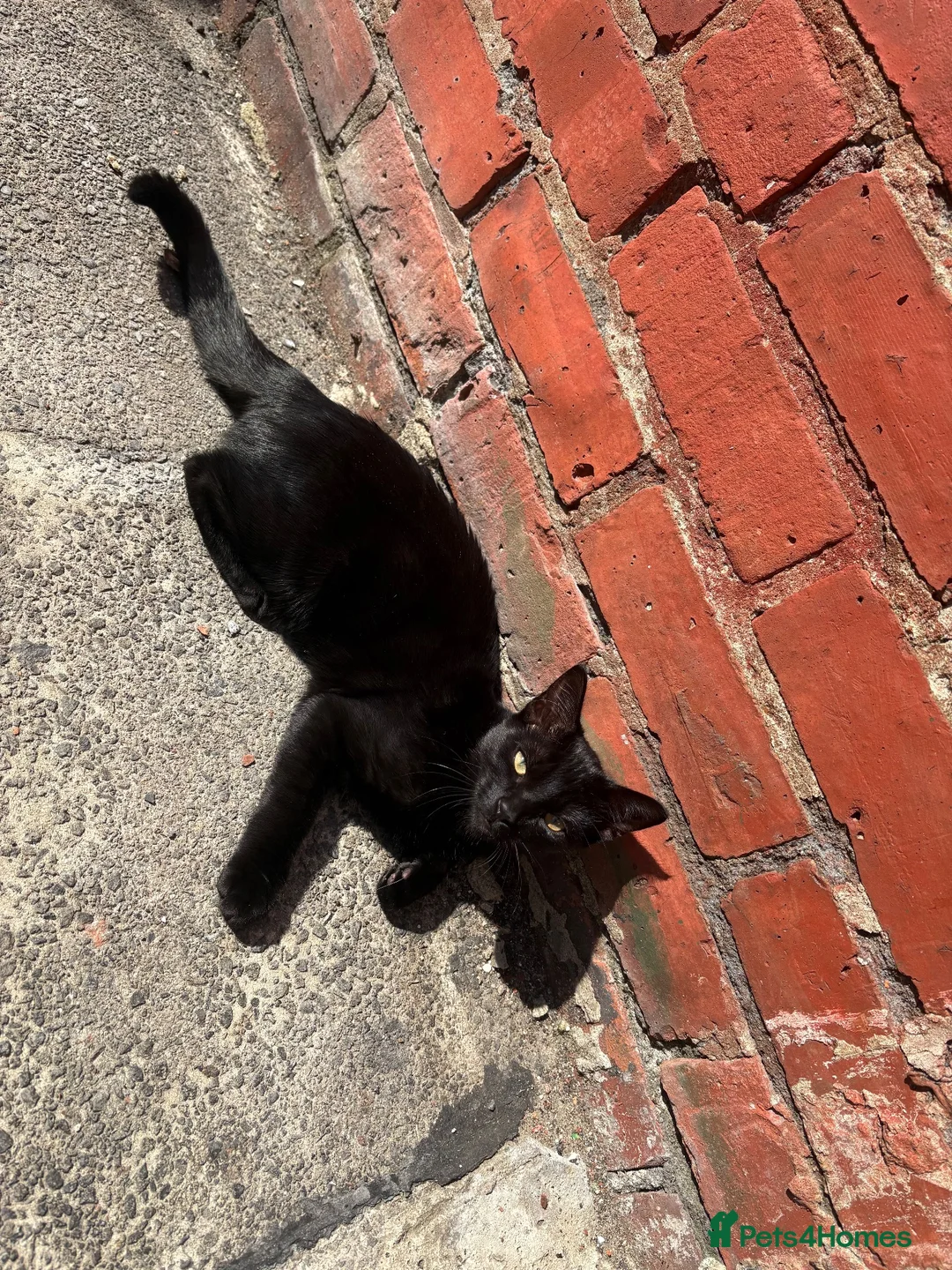 Domestic Shorthair cats for sale: Binx is looking for a loving new home 🐾❤️ - Advert 4