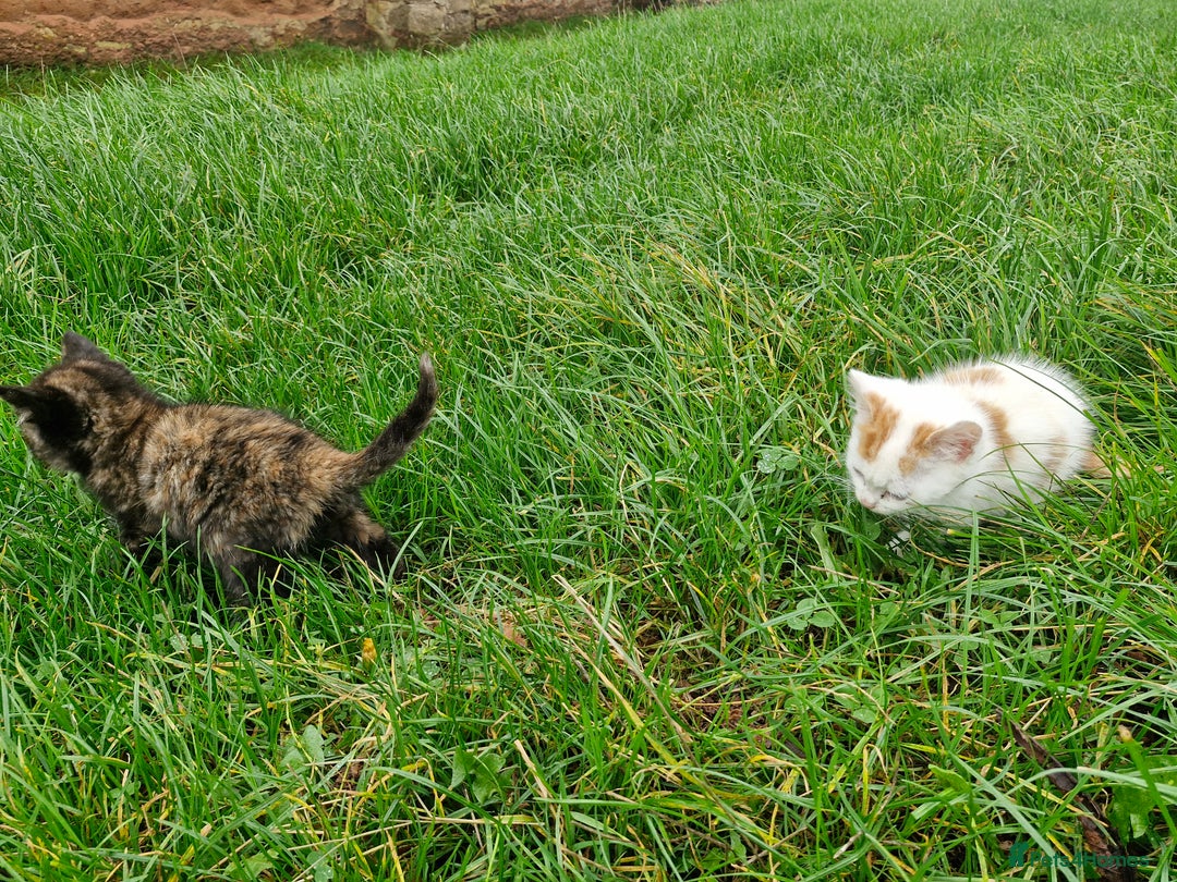 Mixed Breed cats for sale: Beautiful fluffy farm kittens - Image 6