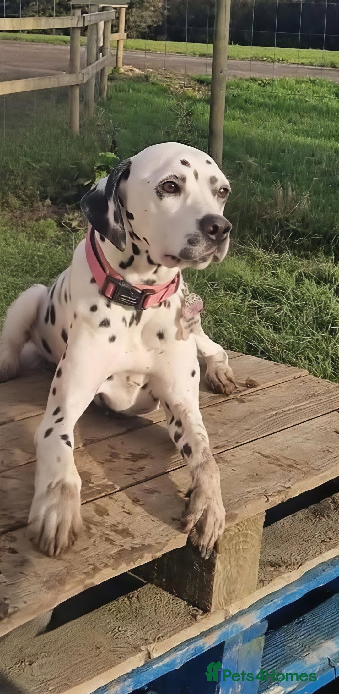 Dalmatian dogs for sale: Kc registered dalmatians  - Image 2
