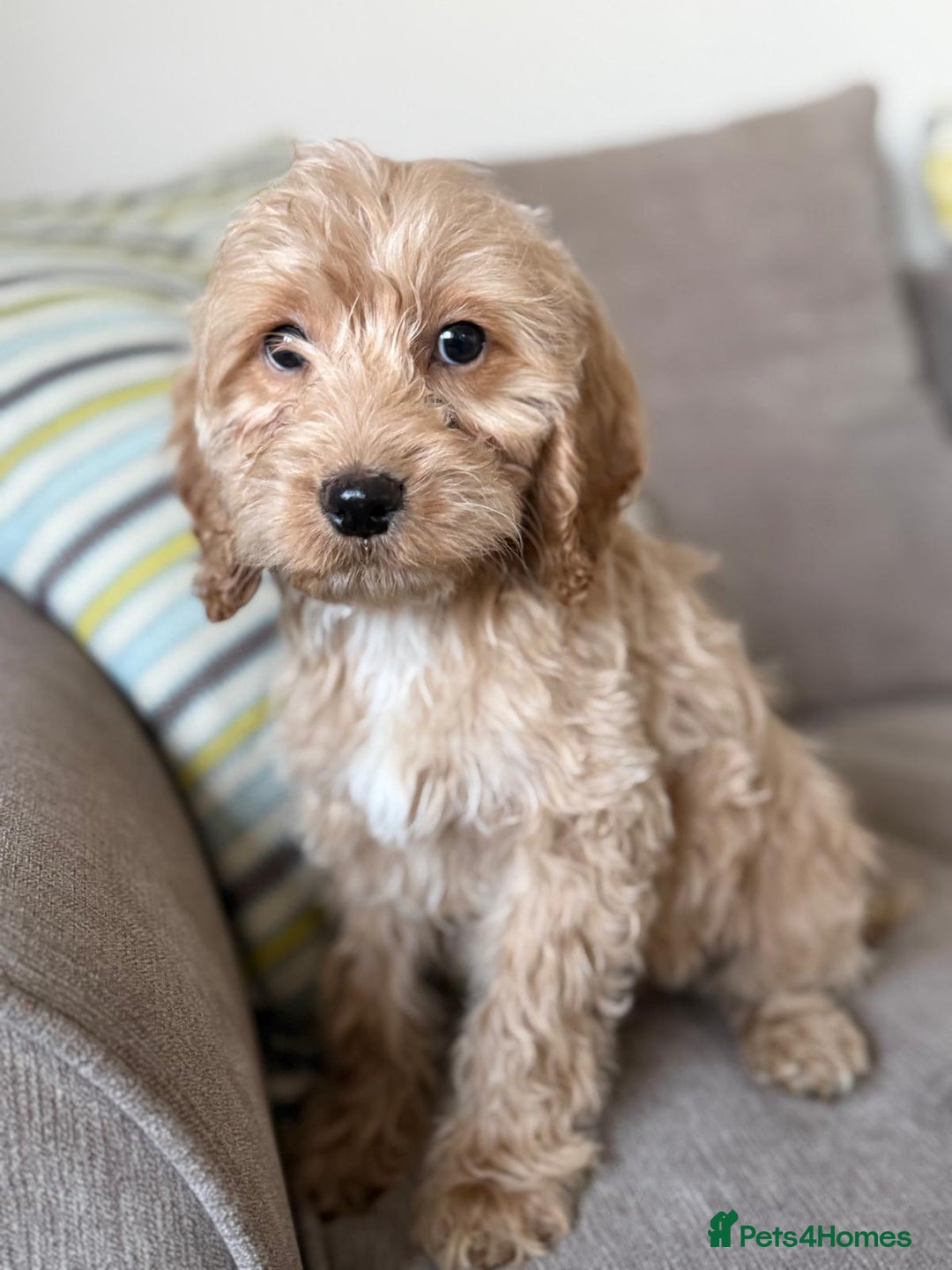 Cockapoo dogs for sale: F1 mixed coloured Cockapoo puppies - Advert 13