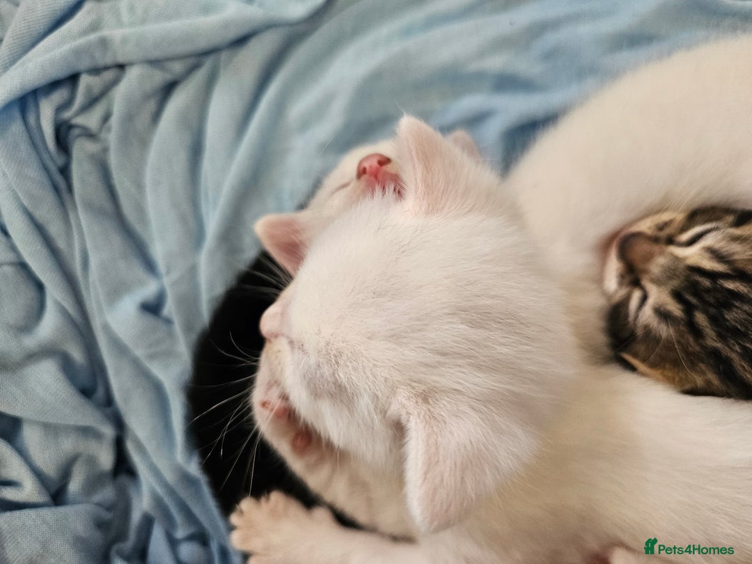 Mixed Breed cats for sale: Kittens Available to Reserve - Image 38