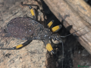 Beetles invertebrates - Advert 13