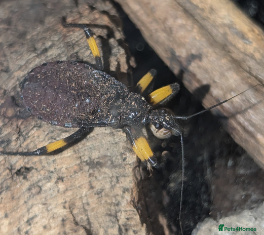 Beetles invertebrates Two-spotted Assassin bugs - Advert 1