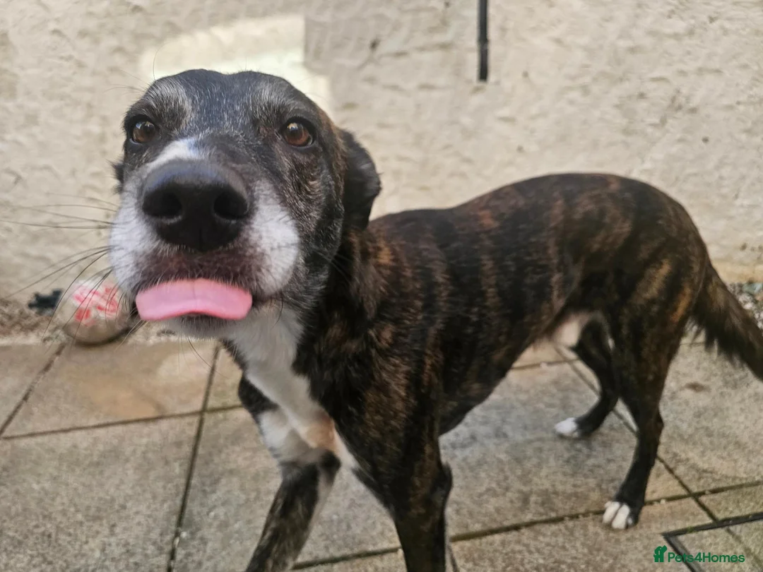 Lurcher dogs for sale: Loki - 5 year old lurcher boy in Holyhead - Advert 2