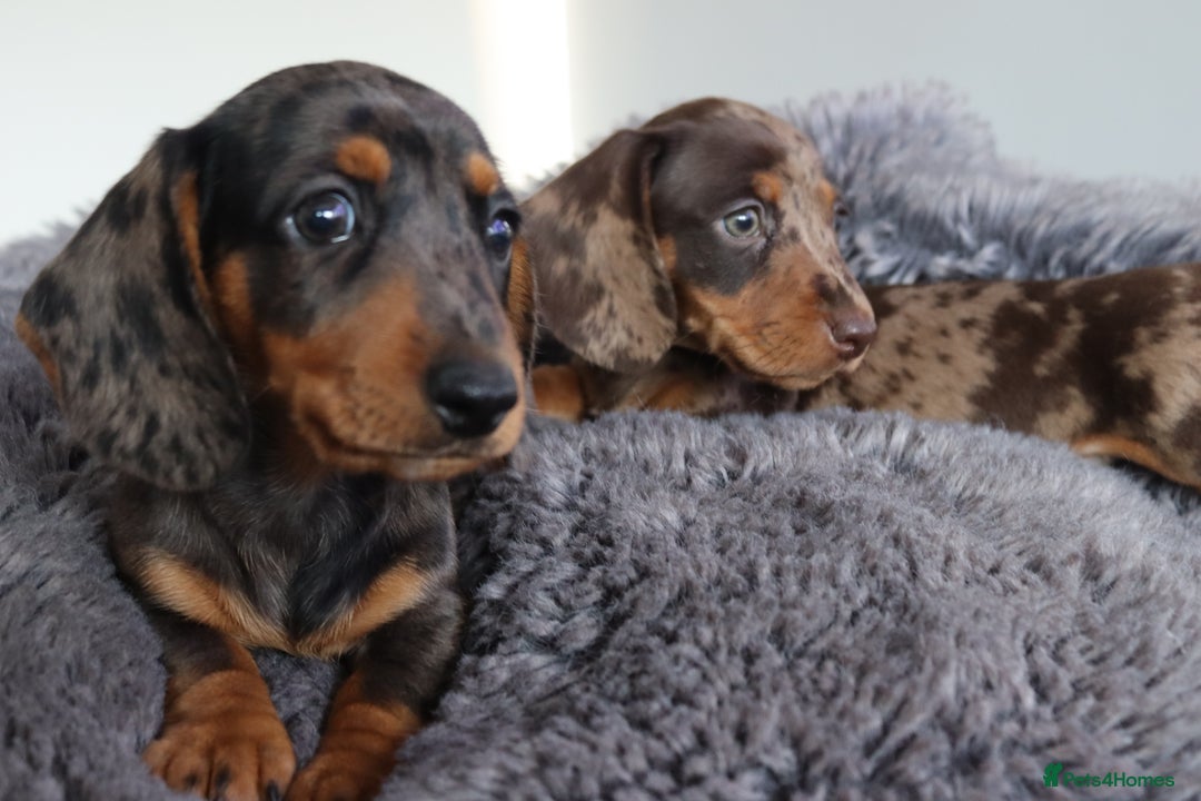 Miniature Dachshund dogs for sale: Stunning Miniature dachshunds  - Image 7