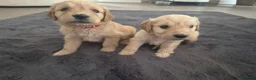 Goldendoodle dogs for sale: Beautiful strong puppy’s  - Advert 13