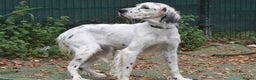 English Setter dogs for adoption: Txispa - Advert 9