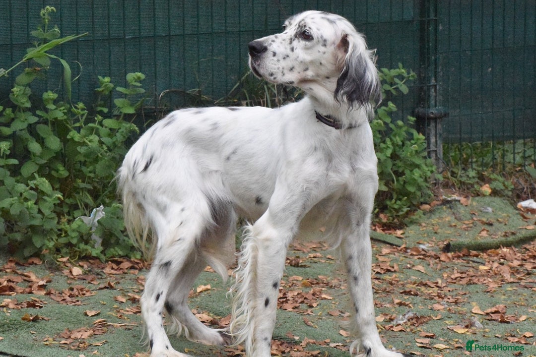 English Setter dogs for adoption: Txispa - Image 8