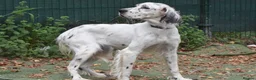 English Setter dogs for adoption: Txispa - Advert 9