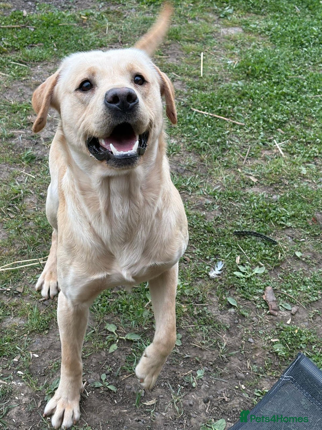 Labrador Retriever dogs for stud: Labrador retriever stud  in Hartlepool - Advert 6