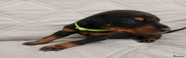 Light green collar male