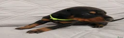 Dobermann dogs for sale: European doberman puppies for sale. in Swindon - Advert 8