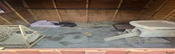 Mixed Breed rabbits for sale: Flemish giant x conti giant  - Advert 1