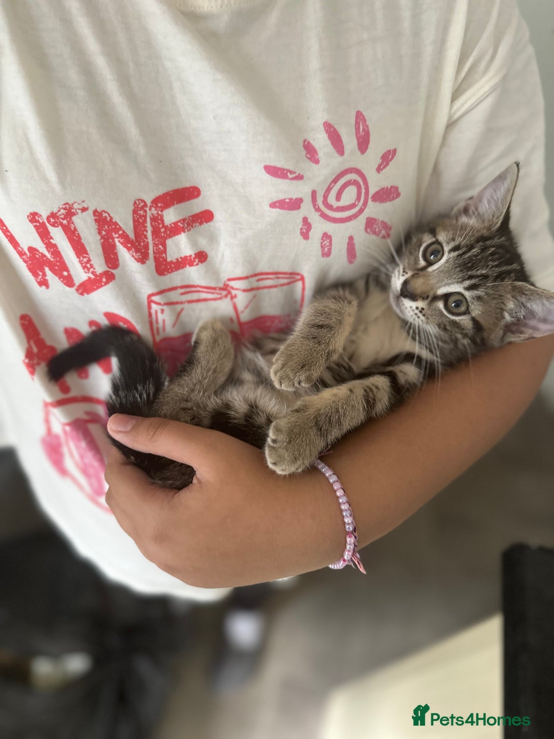 Mixed Breed cats for sale: Tabby female kitten - Image 2