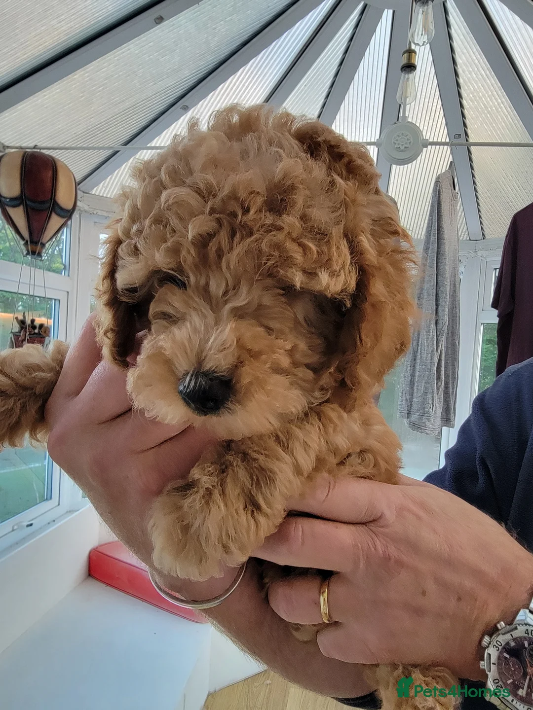 Maltipoo dogs for sale: F1b Maltipoo.   Ready to leave now  - Advert 3